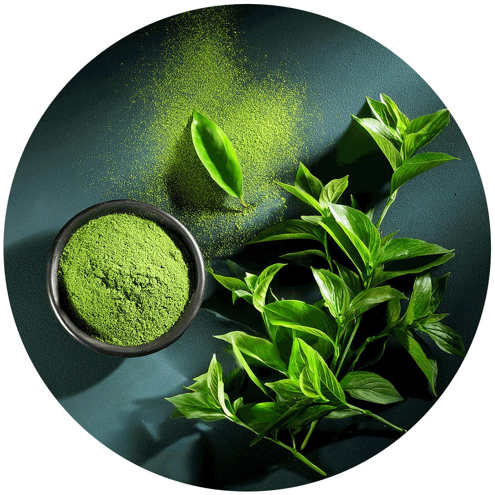 Grüntee Extrakt – Glucotex Inhaltsstoff
